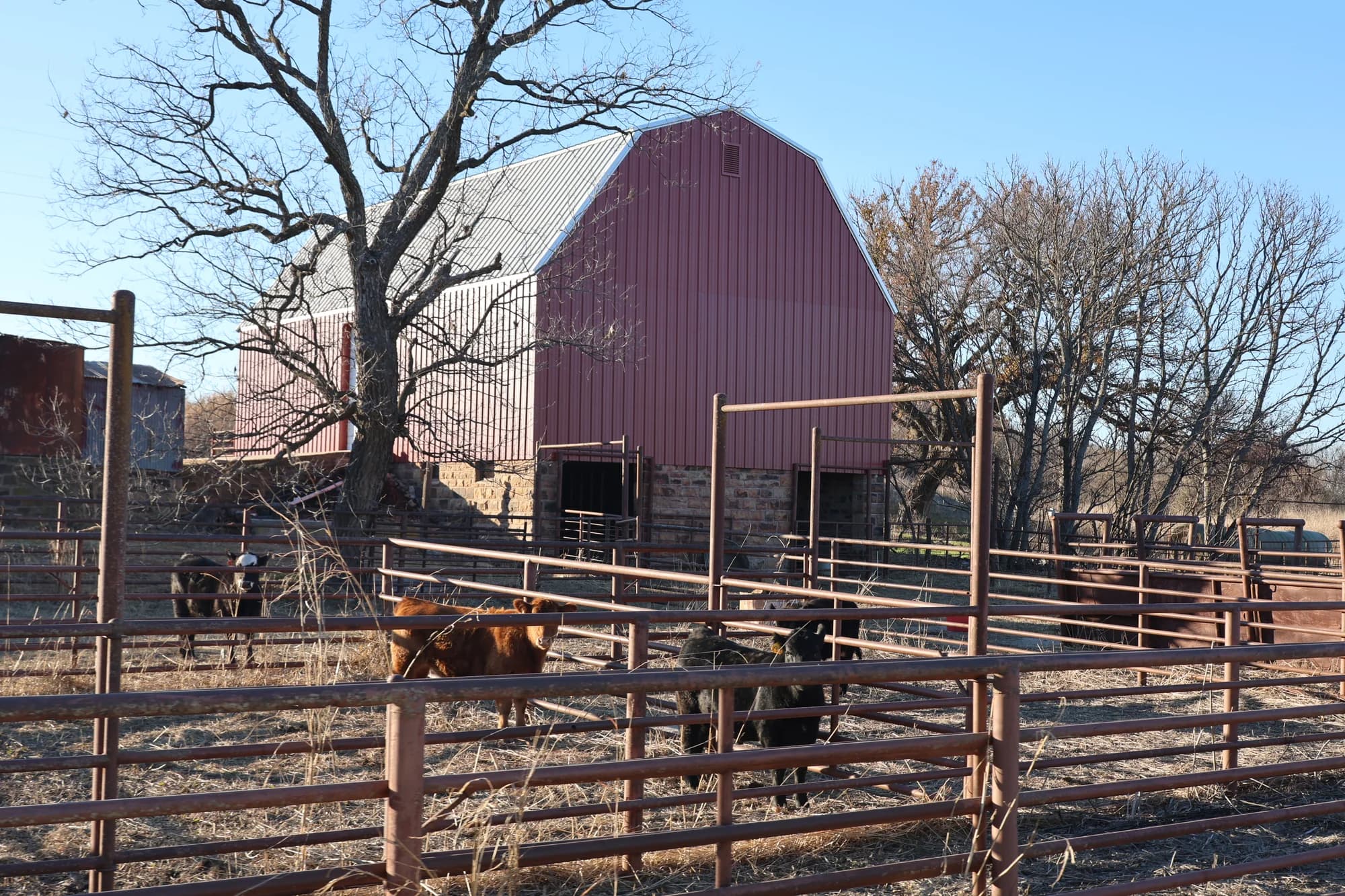 The family barn and cattle at Salt Creek Legacy Meats in Osage County, Oklahoma